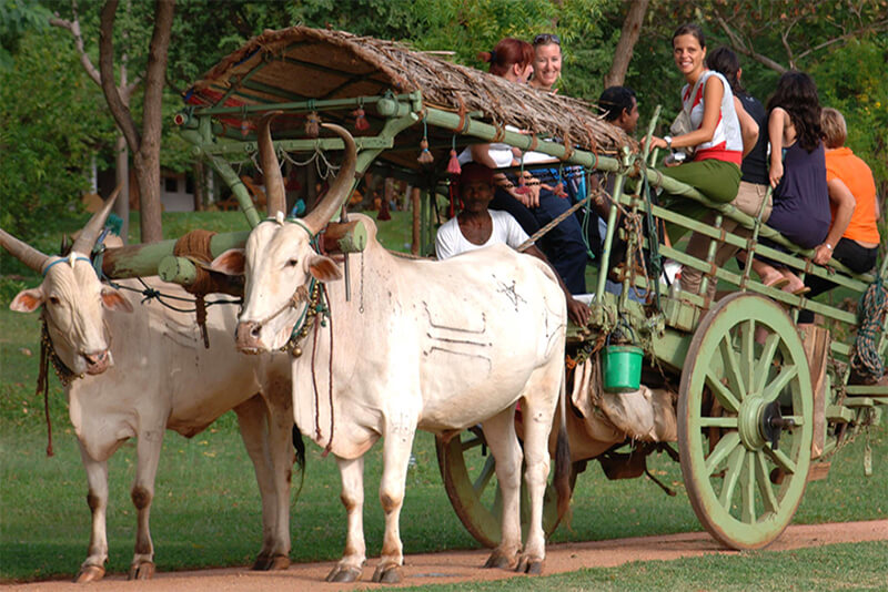 Bullock cart rides at Amaya Lake - Picture of Amaya Lake Dambulla, Dambulla - Tripadvisor