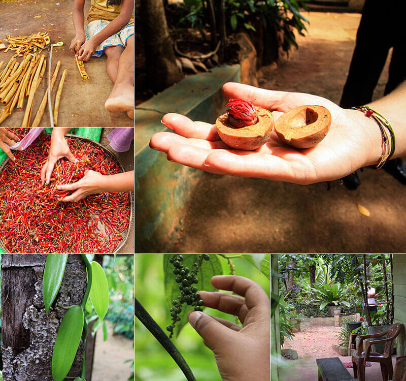 Buy the Red Oil, it actually does work miracles! - Reviews, Photos - Regent Spice and Herbal Garden - Matale - Tripadvisor