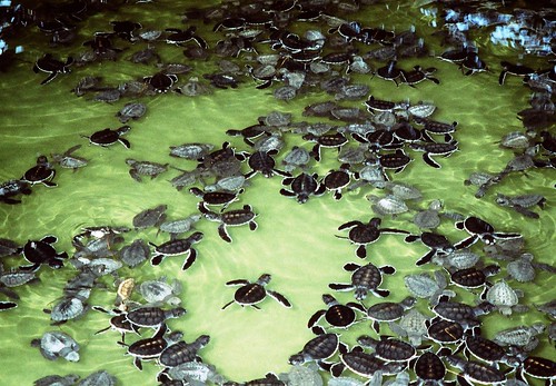 Image result for kosgoda turtle hatchery