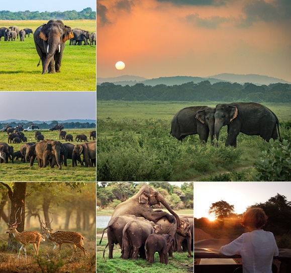 Minneriya National Park Tours | Epic Sri Lanka Holidays | Minneriya Sri Lanka