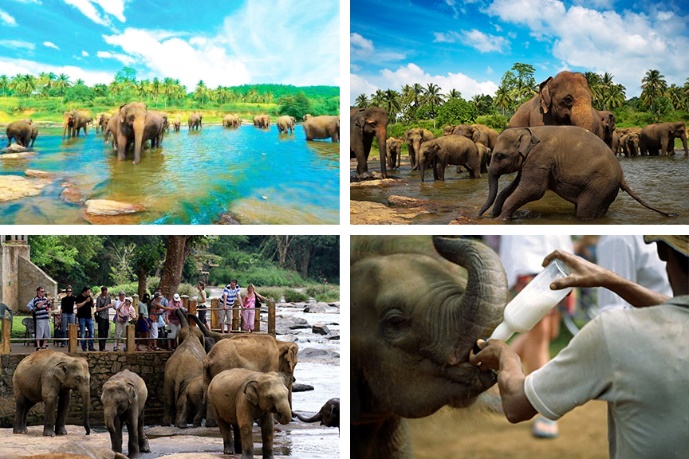 Pinnawala Elephant Orphanage - Attractions in Sri lanka