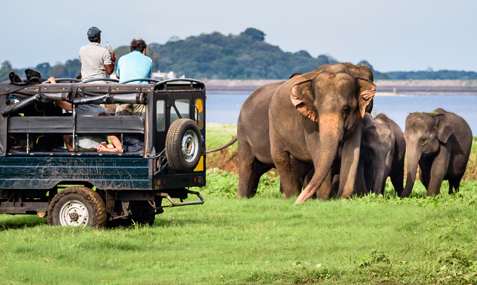Scenic Sri Lanka Tour - TravelMyAsia - Travel Agent Specializing in Tours & Vacation Packages to Sri Lanka