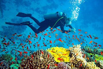 THE TOP 10 Sri Lanka Scuba Diving (w/Prices)