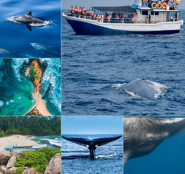 Whale and dolphin watching tour in Mirissa Sri Lanka